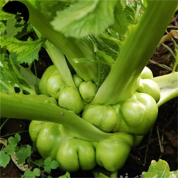 

100 pcs Brassica Juncea Bonsai Organic Food Heirloom Home Garden Vegetable Plant Free Shipping