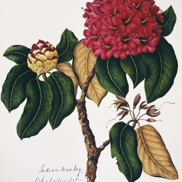 Rhododendron Arborcum  Indian Rosebay Poster Print By Mary Evans Natural History Museum (18 X 24)