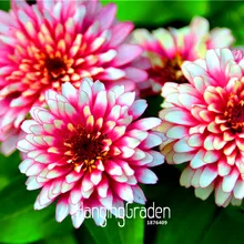 24 цвета Zinnia бонсай многолетние цветущие растения в горшках Очаровательные китайские цветы для сада 100 шт