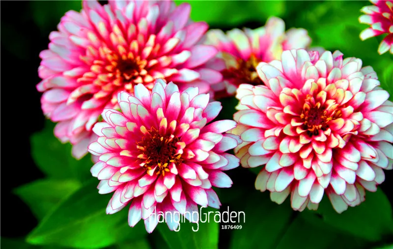 

Best-Selling!24 Colors Zinnia bonsai Perennial Flowering Plants Potted Charming Chinese Flowers garden 100 PCS