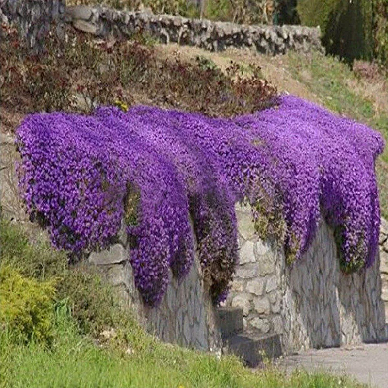 

220Pcs Romantic Purple Mustard Flower Bonsai Aubrieta Rock Cress bonsai For Drought Tolerant Rock Garden For Garden Lawn LC