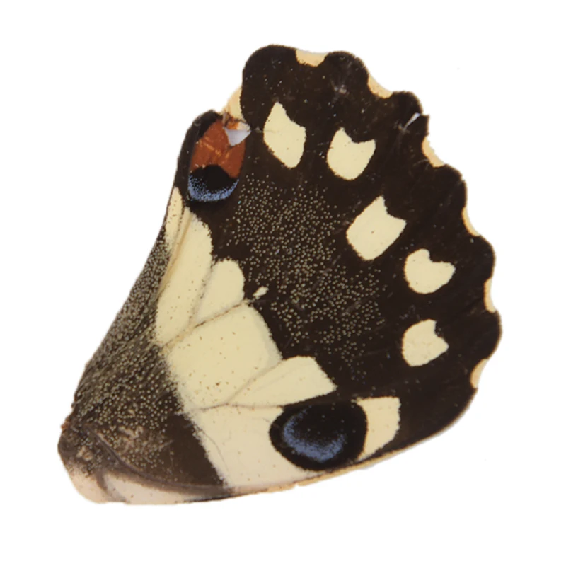 100 шт настоящие крылья бабочки случайный подарок DIY Ювелирные изделия художественное искусство ручной работы