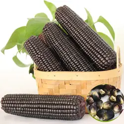Сладкий клейкий черный декоративная Кукуруза питательные вещества экологически чистые овощные бонсай редкий экзотический бонсай дом