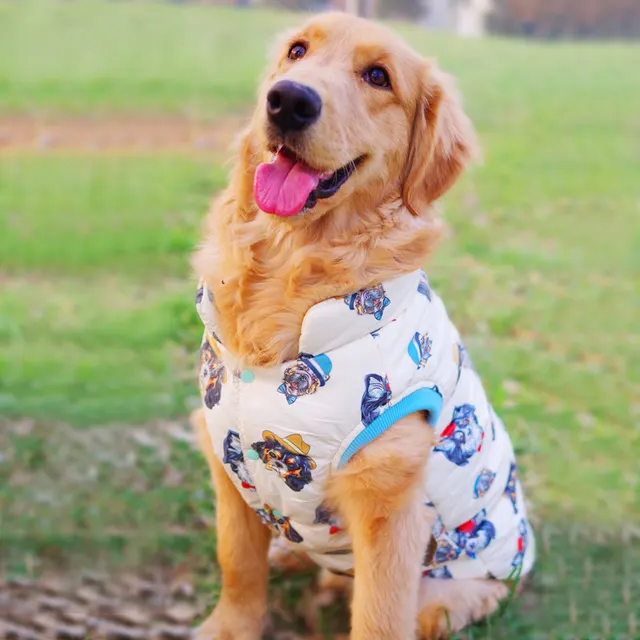 Image result for Golden Retriever едят вашу любимую еду