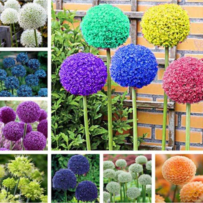 100 pcs rare color giant allium giganteum beautiful flower 100 pcs rare color giant allium giganteum beautiful flower