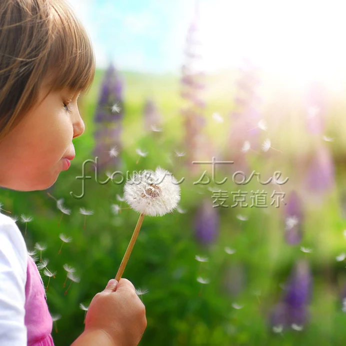 Marseed 100 Pcs Lot Belle Fleur Sauvage Graines De Pissenlit Diy Maison Herbe En Plein Air Plantations Sementes Pot Bonsai Msed081 Aliexpress