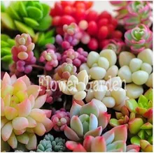 50seeds/pack 22 Kinds Mix Succulent seeds Lithops Pseudotruncatella Bonsai plants Seeds for home & garden,#7XZQ5Q