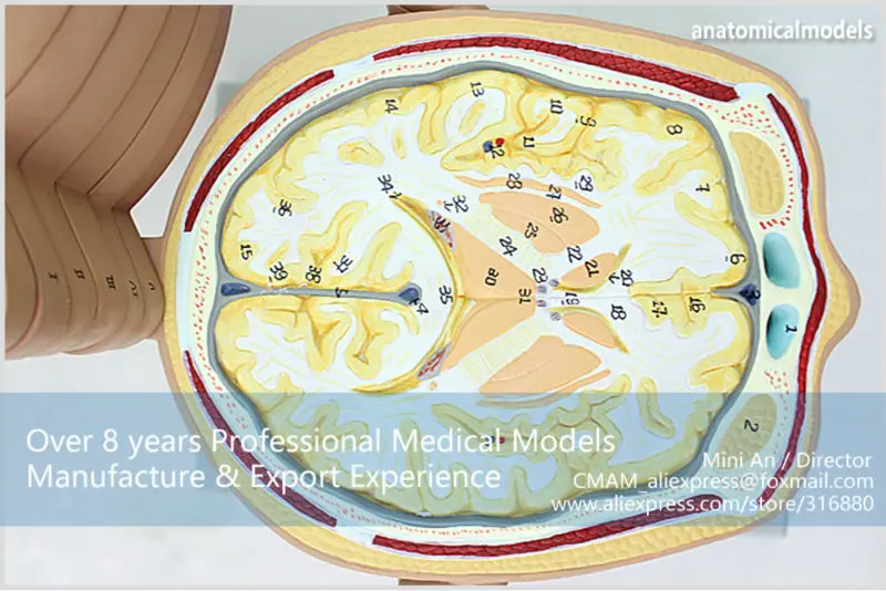 CMAM-BRAIN01 Человеческая Голова Горизонтальное Сечение Анатомическая Модель