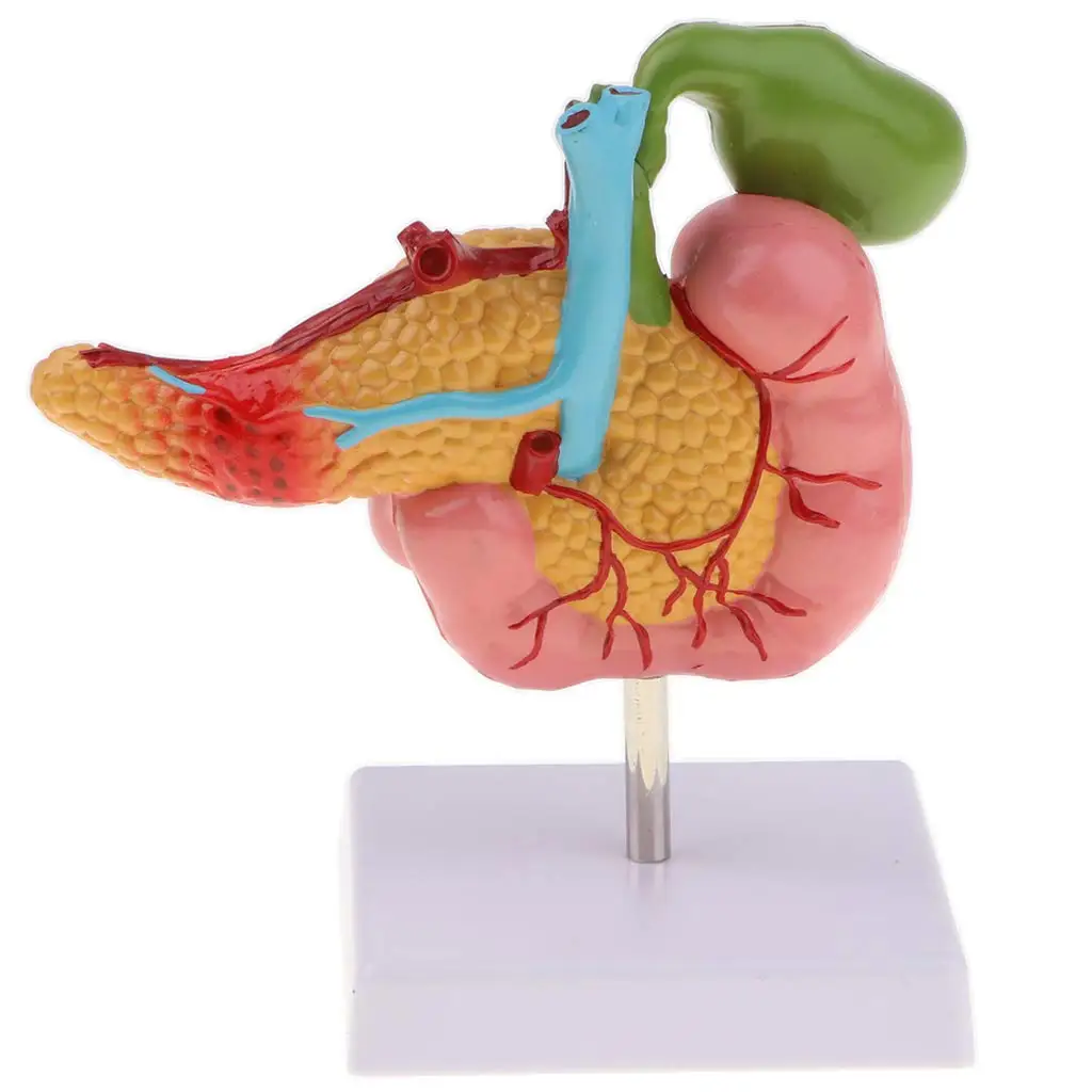  1: 1 Gallbladder Duodenum Pancreas Model Human Organ Anatomical Model for School Teaching Tool Lear - 32973713464