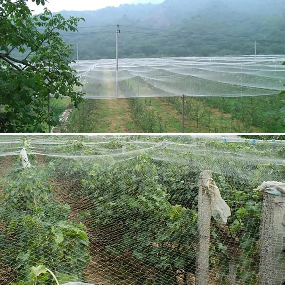 

Nylon Anti Bird Netting Prevent Hunting Catching Black Bird-Preventing Anti Bird Net For Fruit Crop Plant Tree