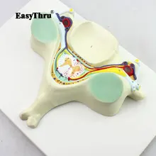 The Fifth Cervical Vertebra Model Cervical Vertebrae Nerve Amplification Model Skeletal Model Anatomical Model Manikin expansion model of urinary bladder bladder anatomical model