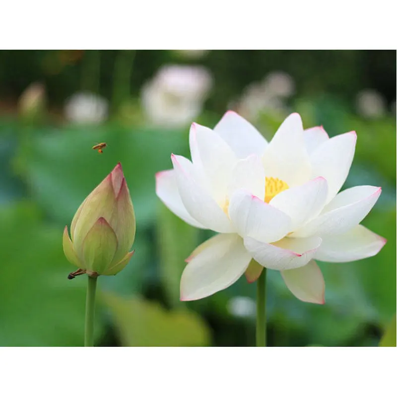 

DIY 5D Diamond Painting Cross Stitch scenery picture mosaic Full square rhinestones Diamond Embroidery white lotus home Decor