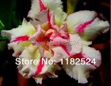 20 семена — свежий редкие » золотое дно » Adenium Obesum семена — бонсай семена