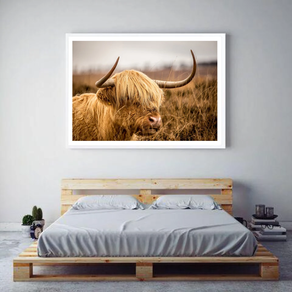 Buy Highland Cattle Posters and Prints Black White