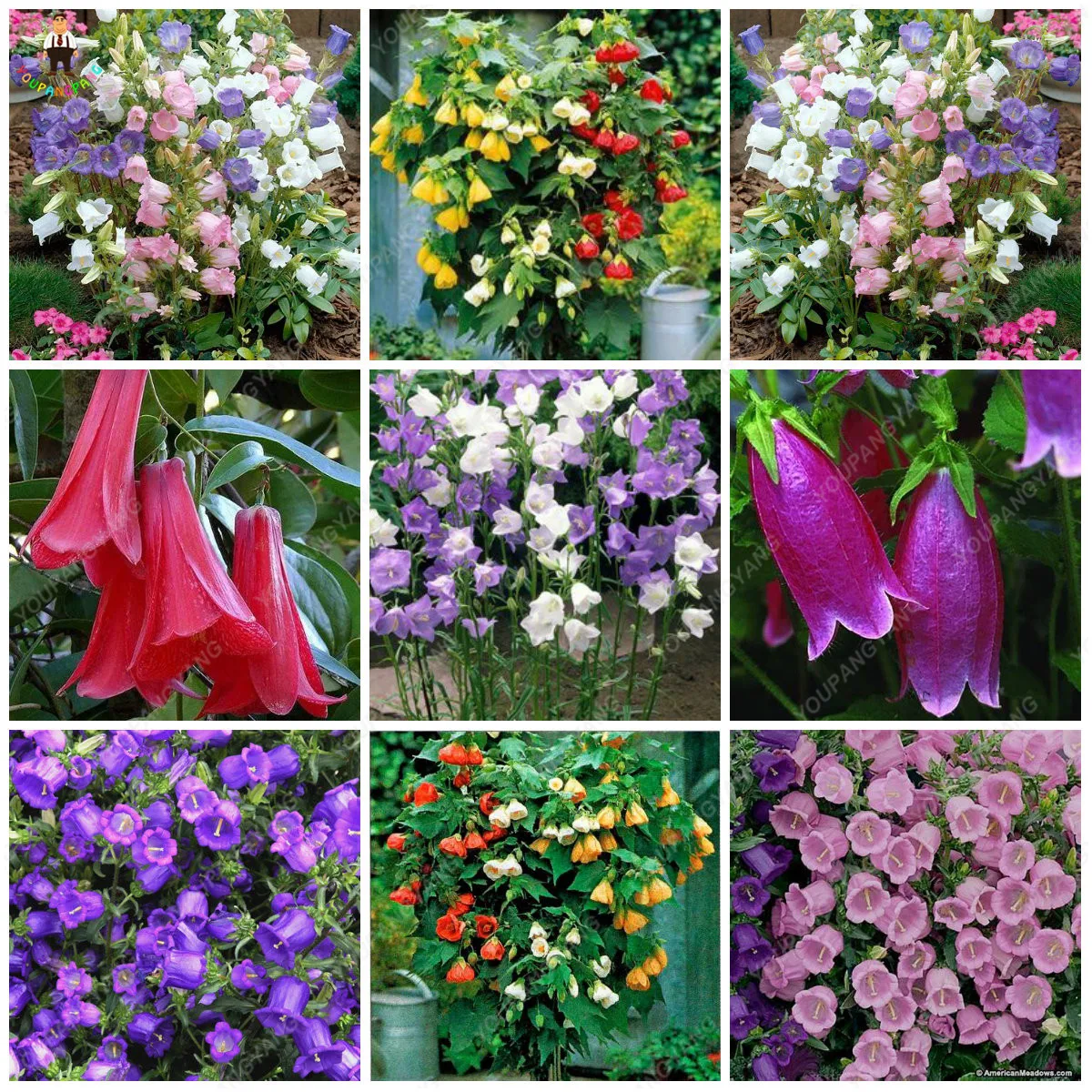 

big sale 100pcs Chilean Bellflower (Lapageria rosea) Bellflower DIY home and garden flower bonsai plant