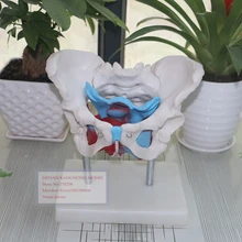 Модель женского таза, модель женского таза с моделью мышц тазового пола, модель анатомии тазового пола