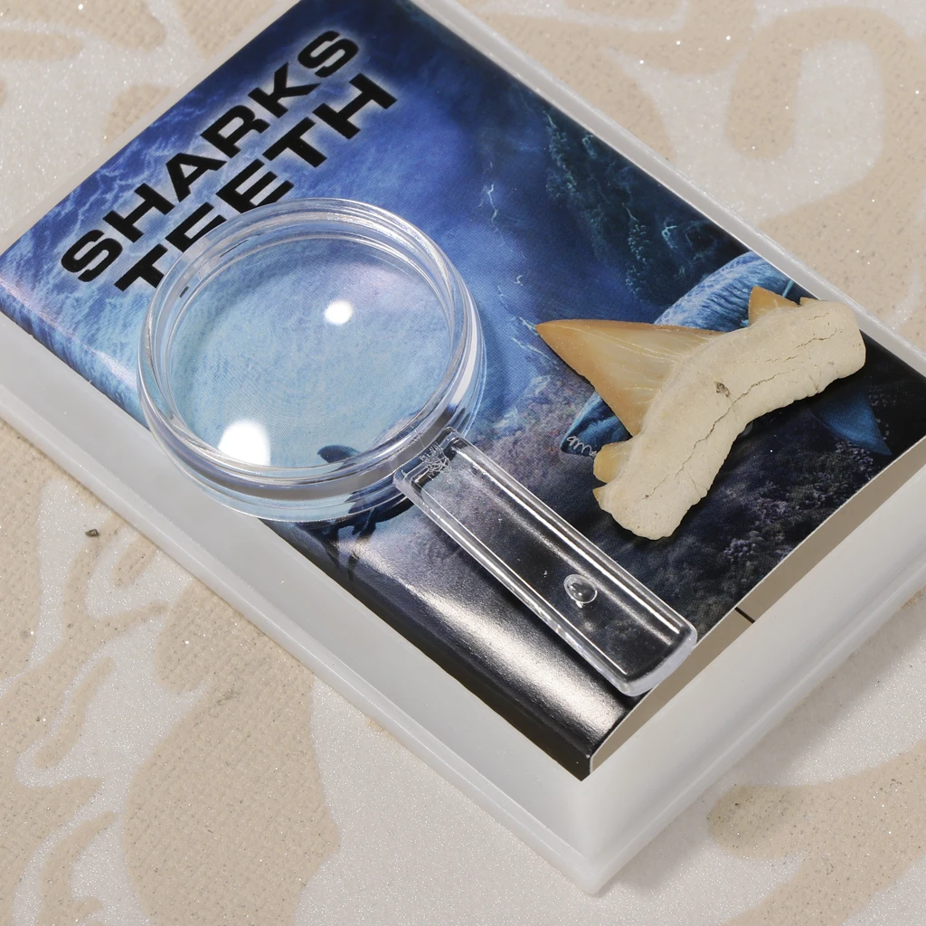 Rock Mineral Collection Shark Tooth Specimen PK506-2 Science Educational Toy
