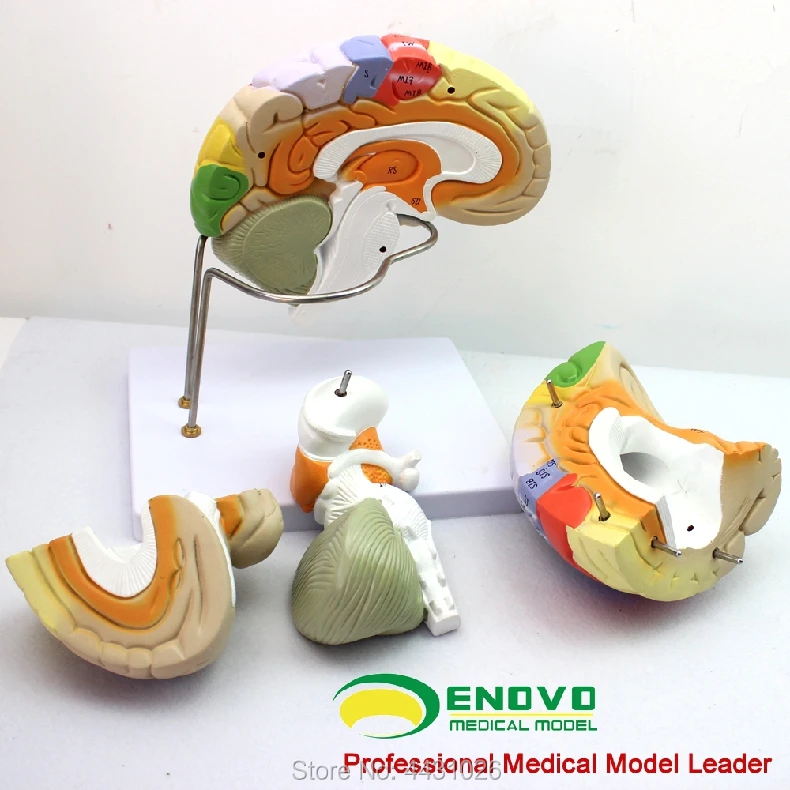 ENOVO Medical human. Модель обучения мозговой коре соматической моторной