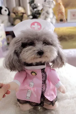 pet costume (14)