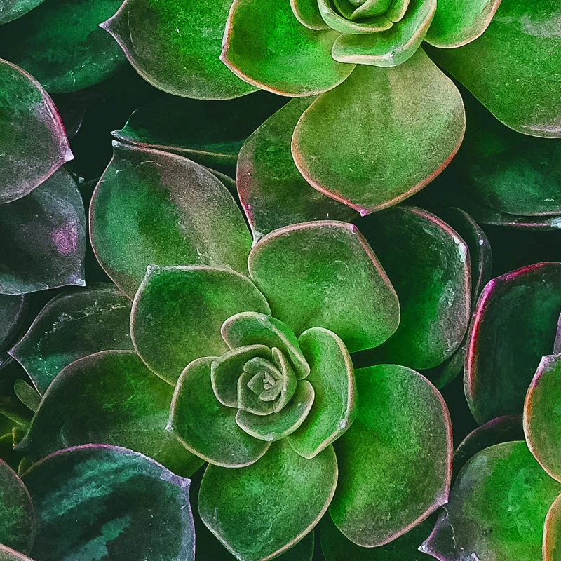 plant-leaf-flower-green-botany-flora-flowering-plant-land-plant-222512 - 