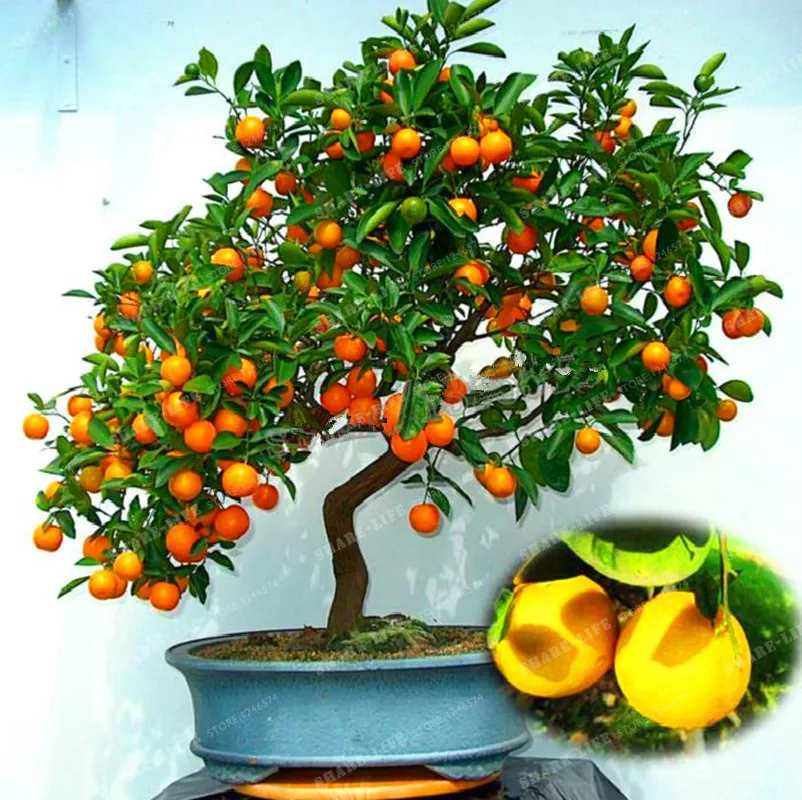 

30 Pcs Bonsai Orange NO-GMO Mini Bonsai Tree Balcony Patio Potted Fruit Trees Kumquat Bonsai Tangerine Citrus Home Garden