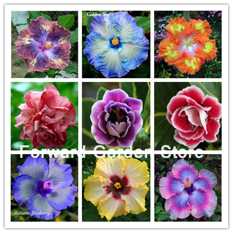 

200 Pcs Giant Hibiscus Bonsai 24 Kinds Hibiscus Rosa-Sinensis Flower Hibiscus Tree Bonsai Garden Potted Flower Plant Easy Grow