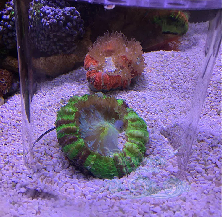 Аквариум LPS коралловый кормушка крышка защита BrainCoral Trachyphyllia еда Предотвращение
