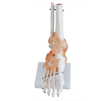 

Natural big feet joint model human skeleton model foot model