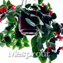 Золотая рыбка хлорофитум бонсай для очистки воздуха в помещении, цветы, растения в горшках поглощают формальдегид бонсай в горшках 50 шт