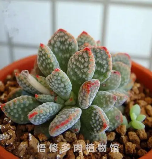 

100pcs Rare Crassula ausensis subsp. titanopsis Bonsai Plants succulent seedlings Flower Perennial Planting Potted