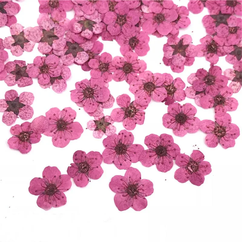 Маленькая звезда цветок ручной работы сделай сам Натуральные сушеные цветы сушеный гербарий материал сумка 1 лот/200 шт