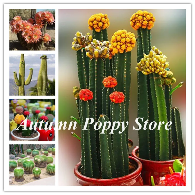 

500pcs Exotic Mini Succulent Cactus Bonsai Rare Mixing Succulent Perennial Herb Plants Pot Flower Indoor For Garden Flore Pot