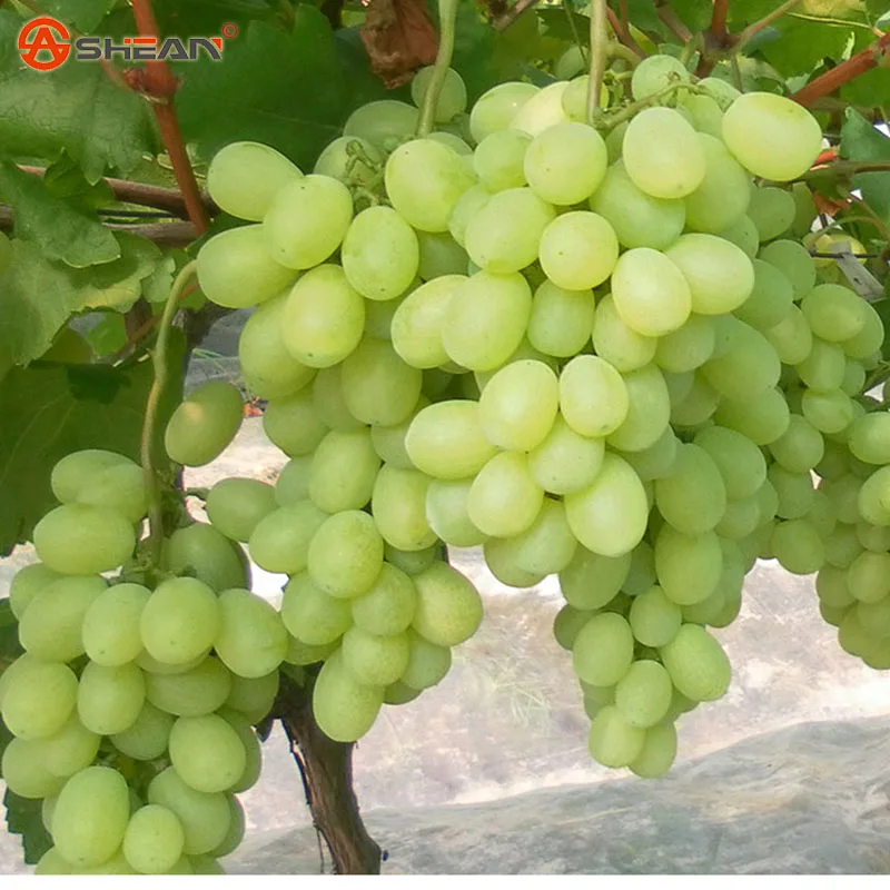 Online Buy Wholesale grape plants from China grape plants Wholesalers