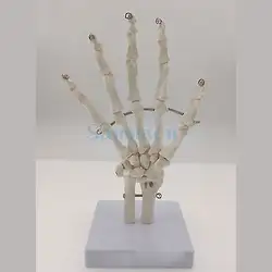 Человеческой руки совместной жизни Размеры кости скелета анатомические модели Спецодежда медицинская Анатомия для Медицинские товары