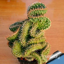 Бестселлер! Семена суккулентов эхинопсис тубифлора, семена кактуса, редкий цветок кактуса, около 10 частиц/упаковка,# OVSKDC