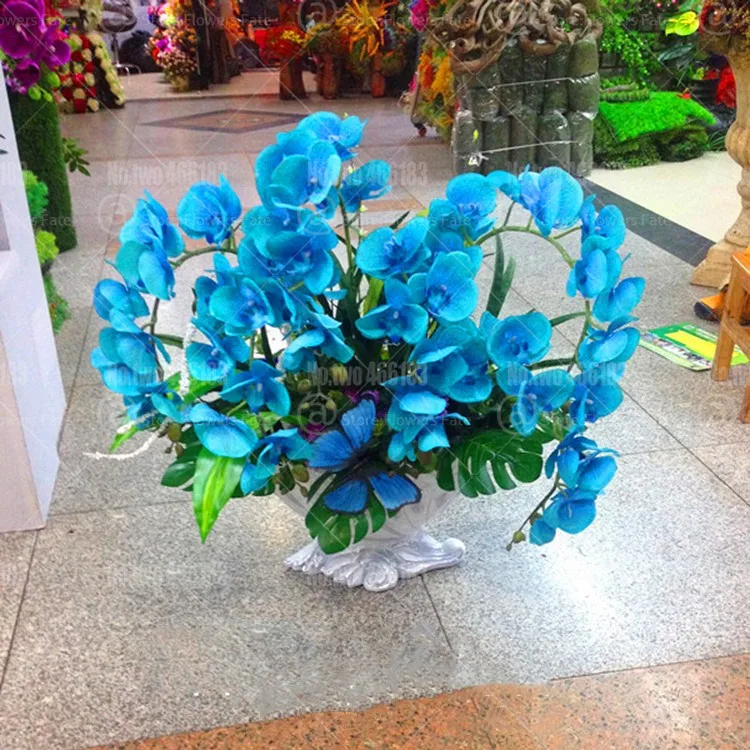 

100pcs Blue Bonsai orchid flores, phalaenopsis orchid flowers plantas for home garden perennial balcony plants bonsai plante
