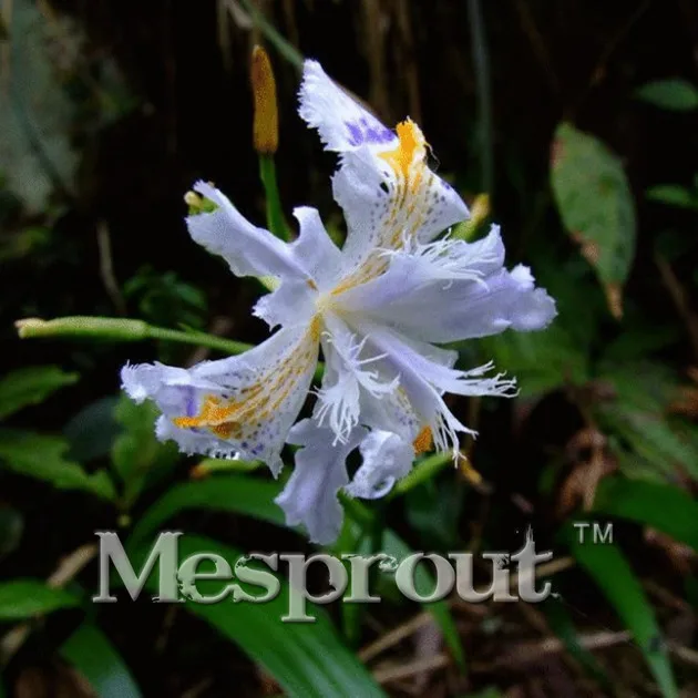 

Japanese Iris Japonica Flowers Bonsai White Iris Orchid Bonsai Japanese Rare Flower Easy to plant. Garden Home Bonsai 20PCS