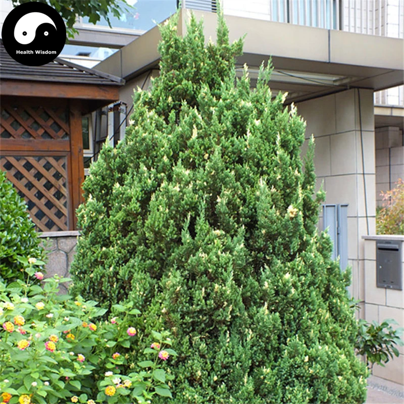 

Buy Hinoki Cypress Tree Semente 240pcs Plant Chamaecyparis Obtusa Hi-noki Tree