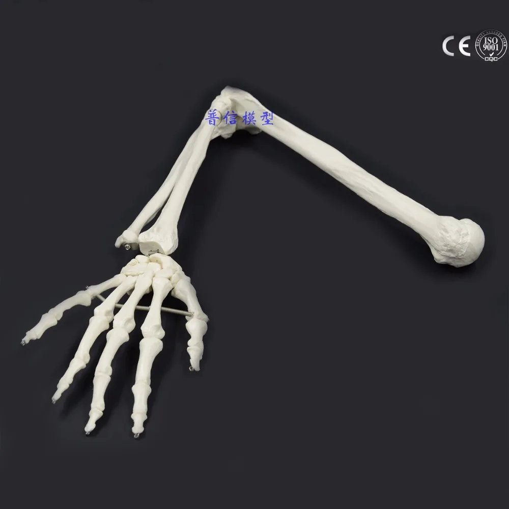 1:1 Human Bone Model of Bone Adult Arm of Upper Limb Bone Arm and Radius Hand Bone Medical Science School Teaching Supplies amplified alar bone sphenoid bone amplification model