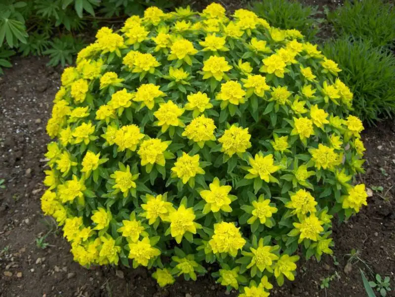 New Home Garden Plant 3 Seeds Cushion Spurge Euphorbia Polychroma Flower Free Shipping |
