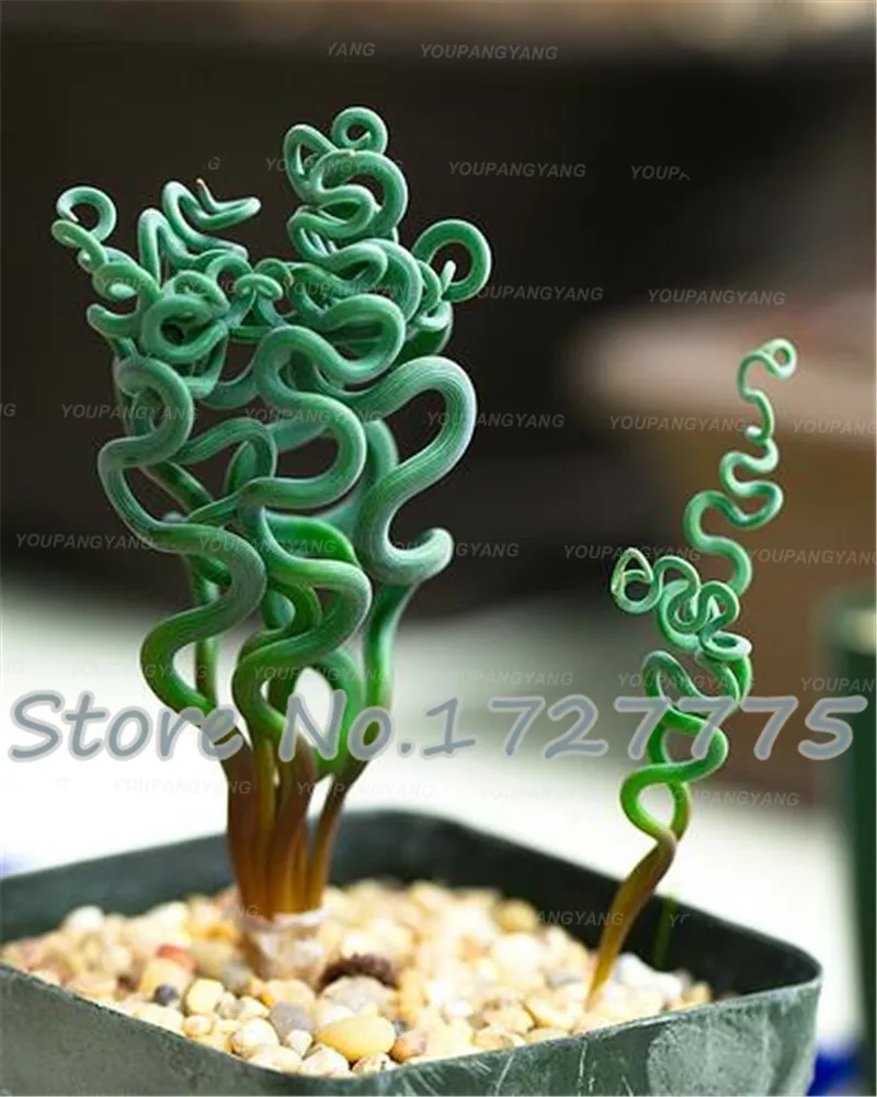

Free Shipping 200pcs Spring Grass plants Succulents Plantas Grass plants DIY Bonsai Potted Garden Home Exotic Plant Interesting