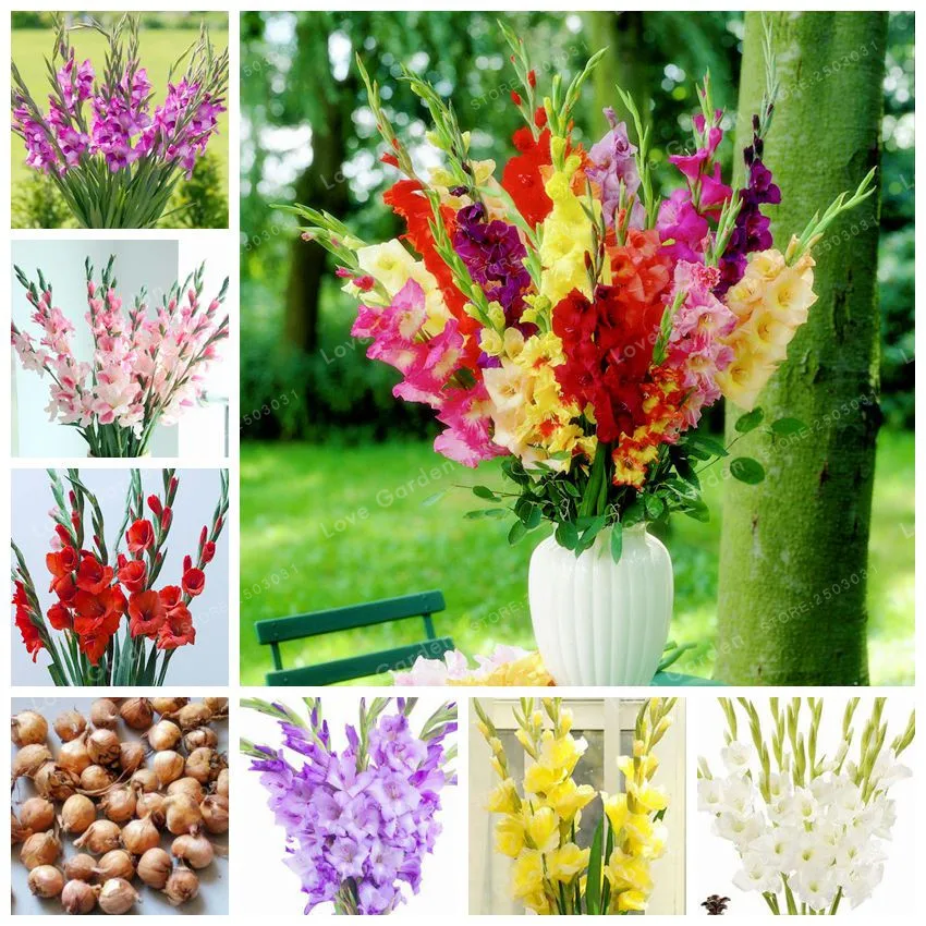 

2 Pcs Beautiful Gladiolus Bulbs(Not Gladiolus bonsai ) 97% Budding Rare Sword Lily bonsai Aerobic Potted Plants DIY Home Garden
