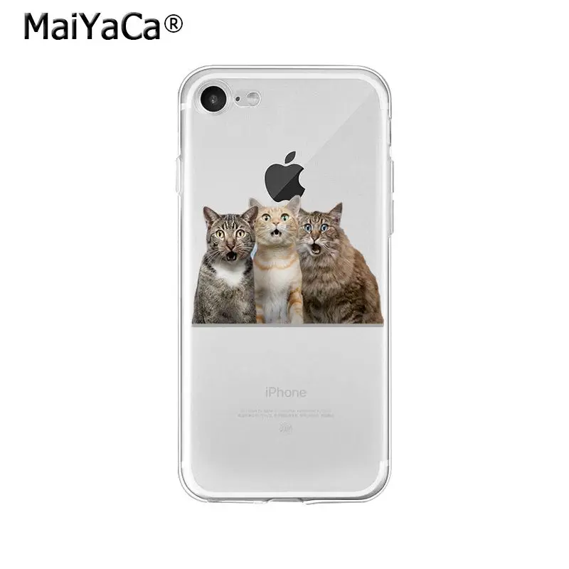 Cute Cat Kitten