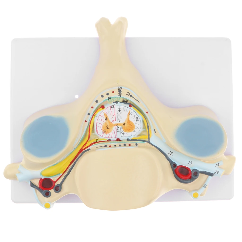 Увеличение 5x человеческий пятый шейный позвоночник спинномозговой нерв модель анатомического обучения дисплей лабораторные поставки