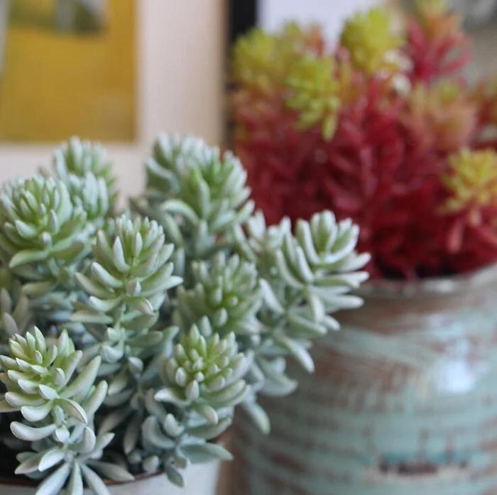Echeveria искусственное суккулентное растение ветвь цветка на день рождения