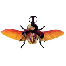 4D небесное насекомое интеллект сборка игрушка животное орган анатомическая модель медицинская обучение DIY популярная научная техника