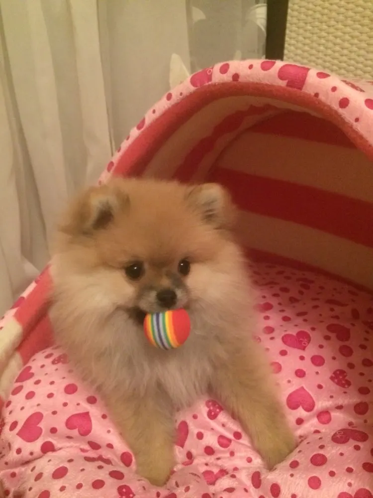 10 шт./лот мини маленький щенок игрушки для собак жевательные Мячи красочные собаки теннисный мяч для тренировок аксессуары для собак