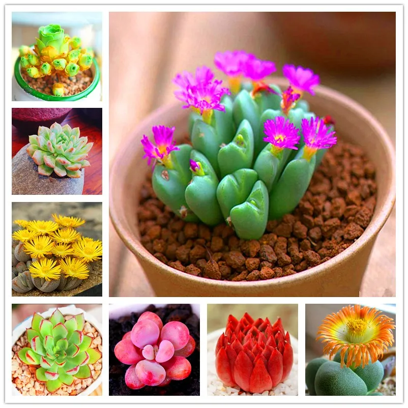 200 Piezas Mezcla Lithops бонсай Viven Piedras Flor кактус Suculentas Planta Org Nica Casa Jard посадка бонсай