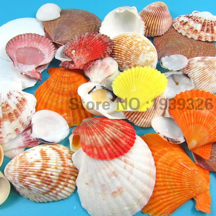 Натуральные пляжные морские раковины, раковины, кораллы, декоративные ракушки, раковины, ремесла, аквариумные рыбки, Морской Декор, домашний декор, 1-10 см