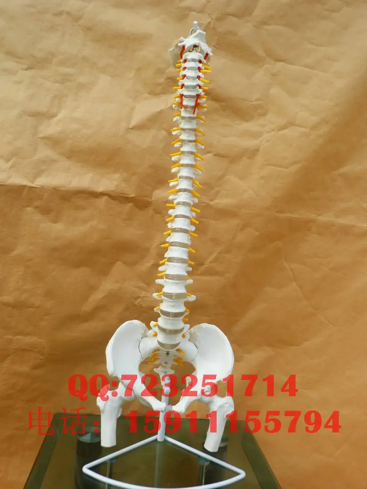 

spine model new arrival model the body of the 45cm spine free shipping